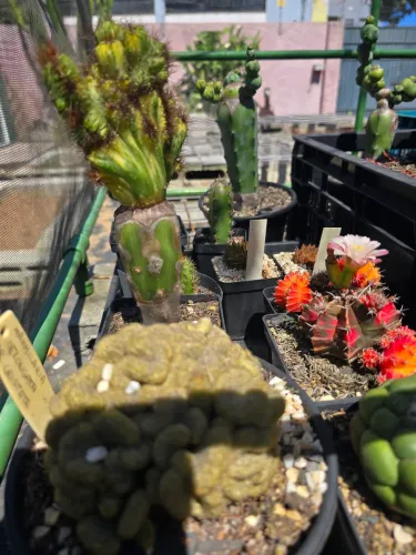 Cactos ornamentais raros