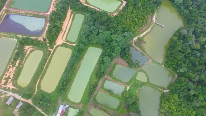 Fazenda Piscicultura com 25 Tanques Peixe liçenciado leia