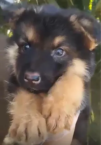 Pastor Alemão