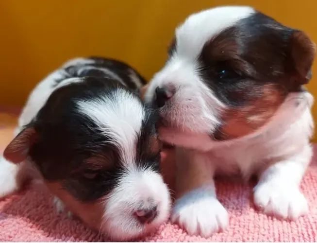 Yorkshire Colorido (Biewer Terrier): Beleza e Personalidade Únicas