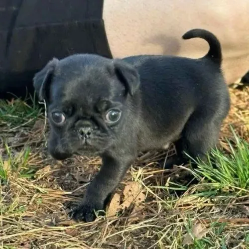 Filhotes de Pug | Vem conhecer nossos peludos!