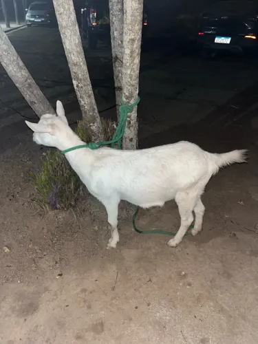 Vendo cabra sannem pura