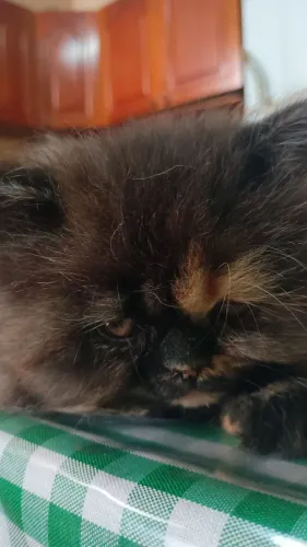 Filhote Gato Persa Doll face
