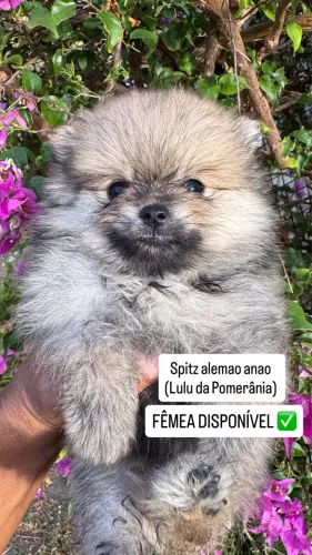 Fêmea filhote Spitz alemao anao (Lulu da Pomerânia) 