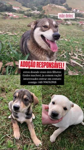 DOAÇÃO DE CACHORROS (RESPONSÁVEL!)