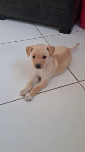 doação cachorros filhotes