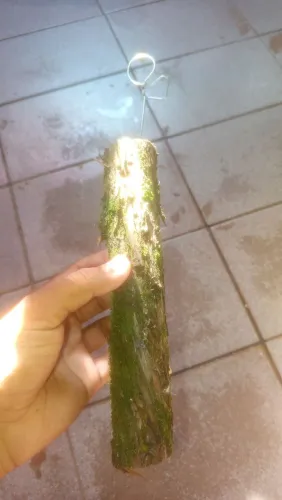 Toquinho de madeira para orquídeas