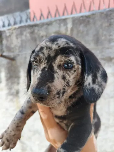 Dachshund: Vacinado e Vermifugado para Começar Novas Descobertas