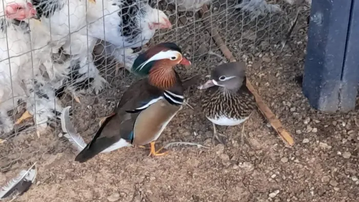 Aves