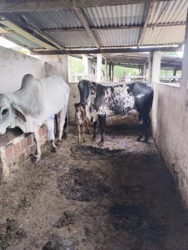 Um boi uma vaca com bezerra