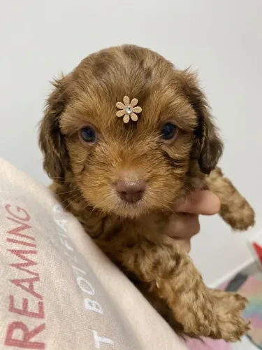 Filhote mestiço poodle