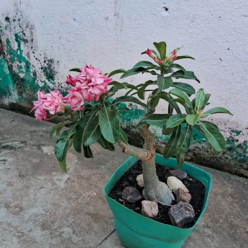 Vende-se rosa do deserto 
