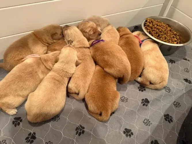 Filhotes de Golden Retriever | Amor peludo do jeitinho certo!