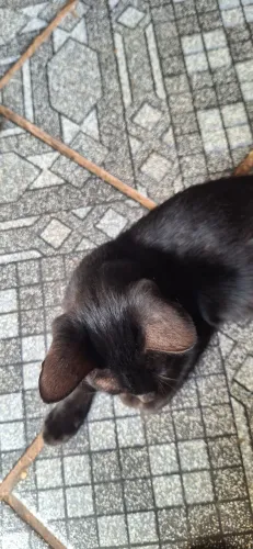 Doa-se gato filhote preto