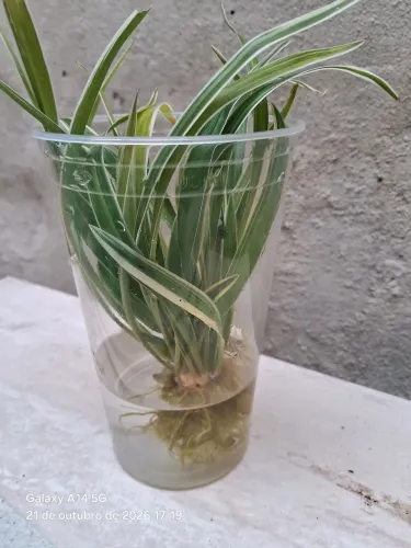 Planta-Aranha
