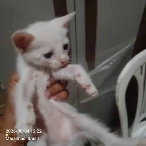 DOAÇÃO GATINHOS