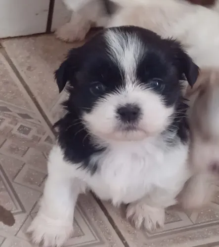 Lindo filhote macho de Shih Tzu (pura raça) Promoção