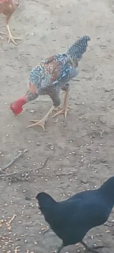 Vendo este frango 