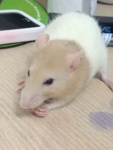 RATO TWISTER MACHO À VENDA!