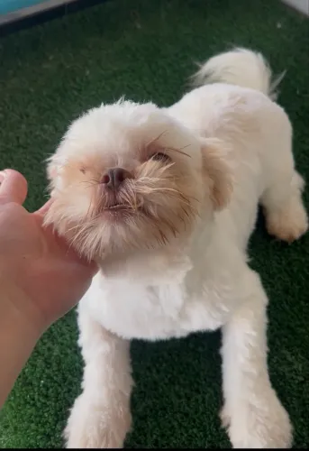 Jovem padreador Shih tzu
