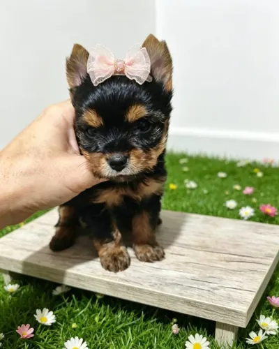 Mini Yorkshire Pura Fofura e Sofisticação!