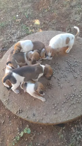 Doação Filhotes 1 mês 17 dias comendo ração já.