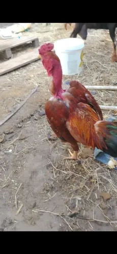 Frango
