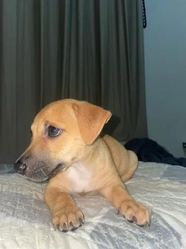 Doação de cachorro salsicha 