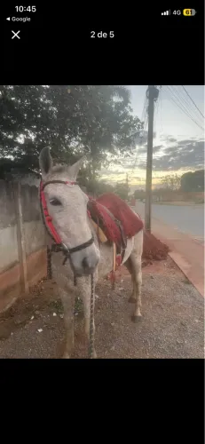 Vende -se cavalo meio sangue mangalarga marchador