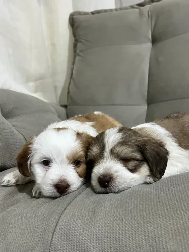 Lhasa apso