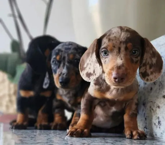 Maravilhosos Filhotes de Teckel! O Salsicha, Com Pedigree!! 