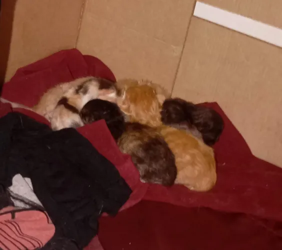 Gatinhos filhotes?