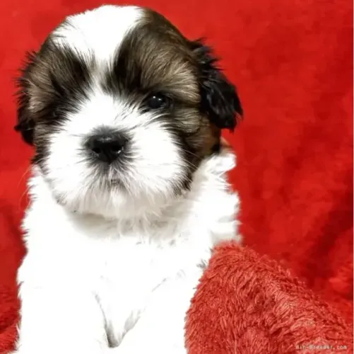 Shih Tzu/ Shitzu filhotes peludos e dóceis macho e fêmea vacinados SP