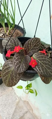 Tapete de rainha e outras plantas