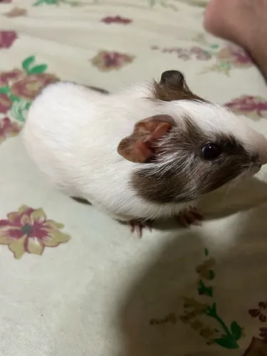 Porquinho da india