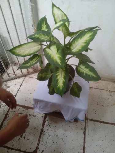 Plantas