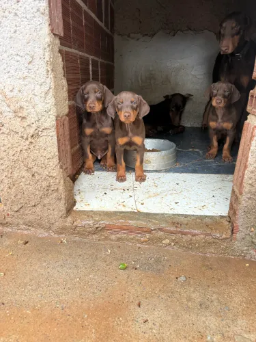 Filhotes Doberman