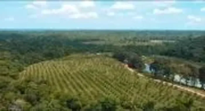 Fazenda Sucanga 80,8 Hectares com Várias Plantações estrada do Rio Preto da Eva