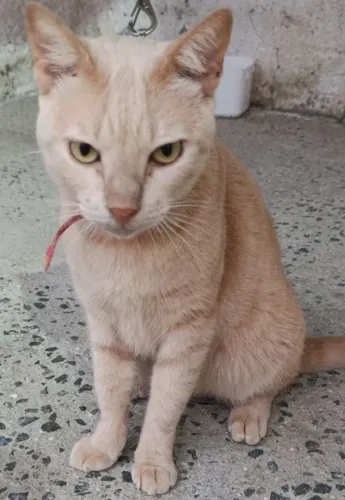 Gatos machos adoção