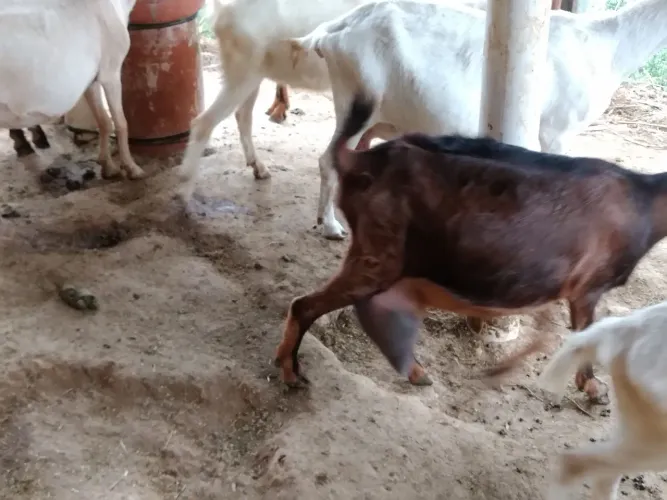 Cabras leiteiras registradas