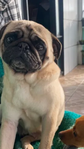 Pug Fêmea