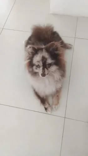 Lulu da Pomerânia choco tan spitz alemão