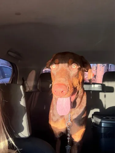Doberman a procura de uma namorada 