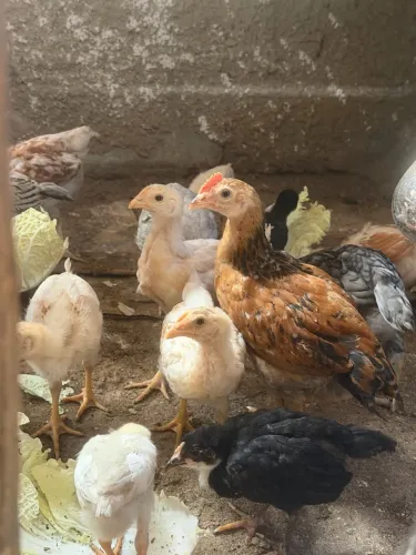 Vendo pintinhos