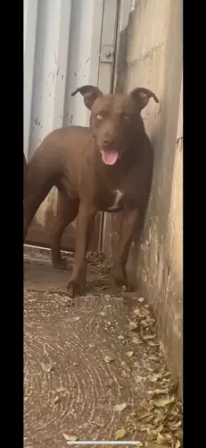 Doação American pitbull