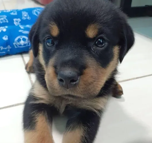 Imponentes Filhotes de Rottweiler - Proteção, Força e Lealdade Incomparáveis