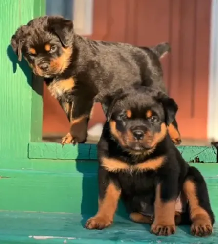 ROTTWEILER MACHOS E FÊMEAS