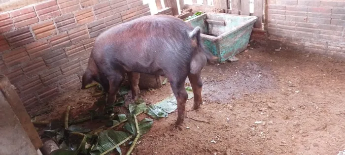  Porcos matriz 