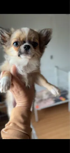 Chihuahuas Macho pelo longo Lindissimos