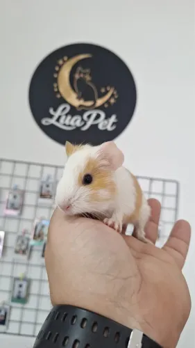 Porquinho-da-índia